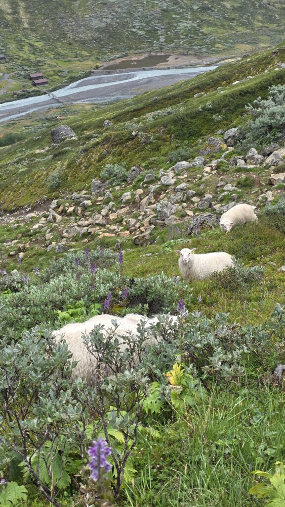 Norway — Galdhøpiggen