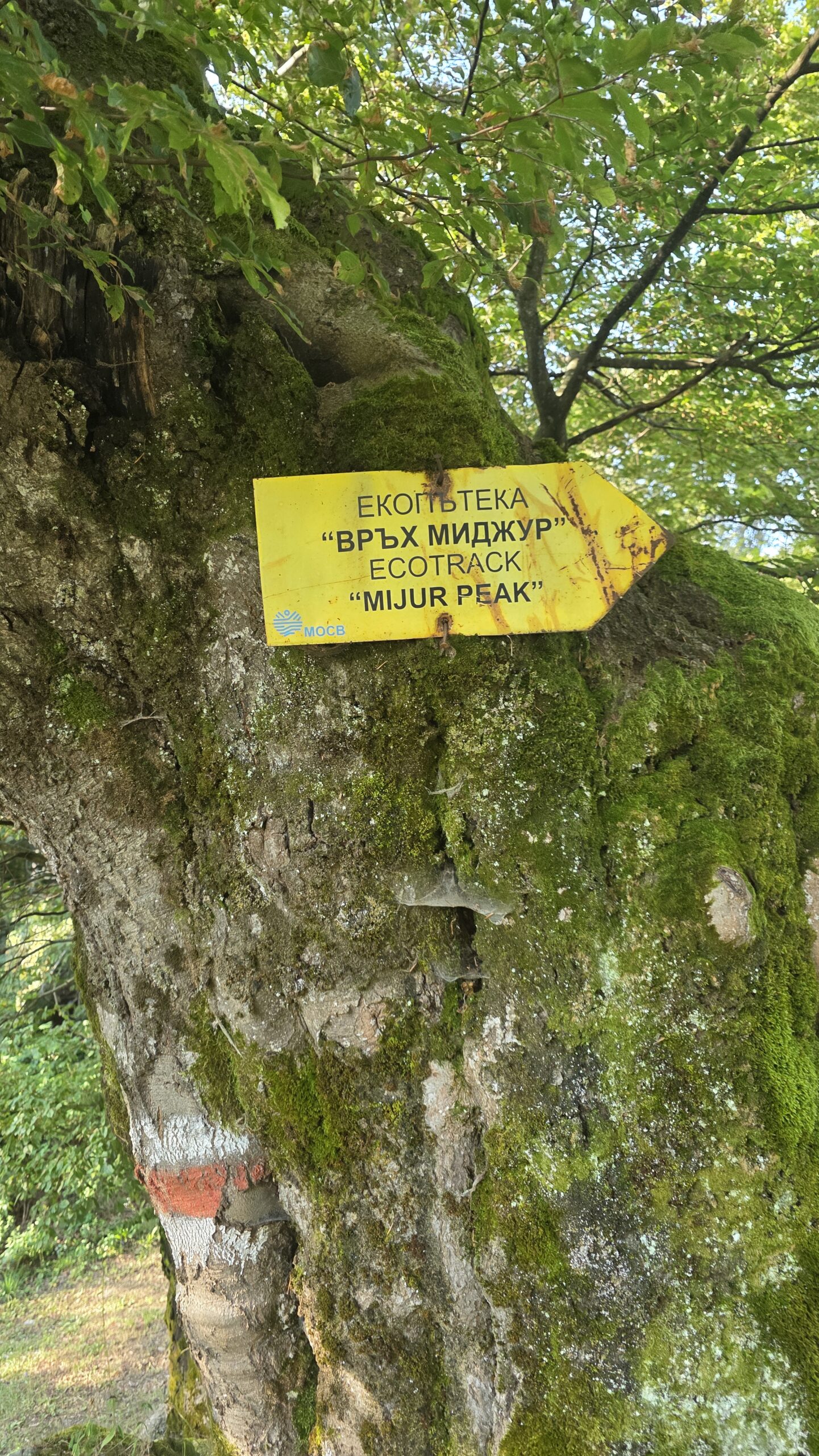 Serbia – Midžor (2,169 m)The climb I almost didn’t do